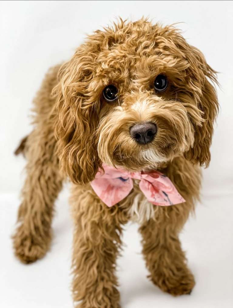 Cavoodle-Puppies-for-sale