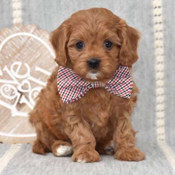 Cavoodle puppies for sale near me