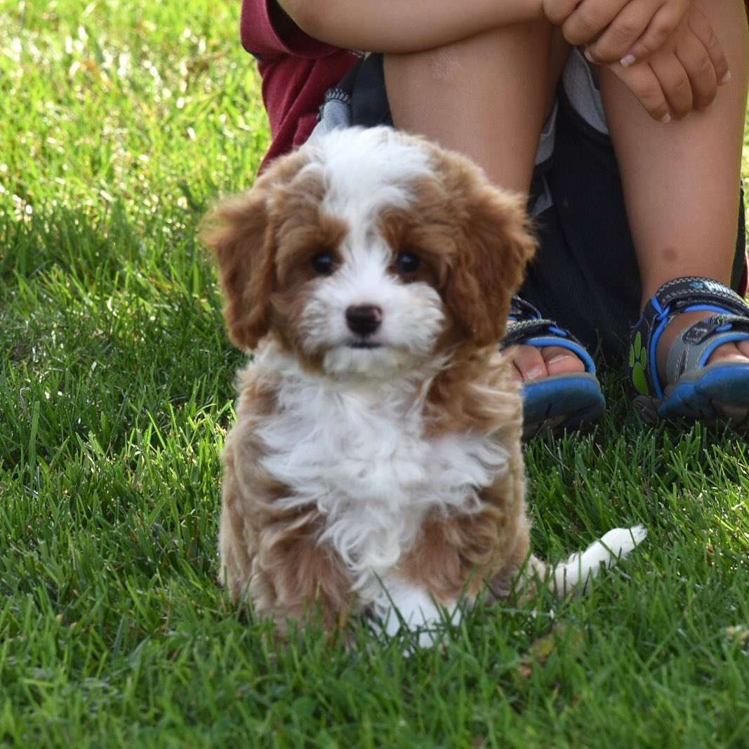 Cavoodle puppies for sale (4)