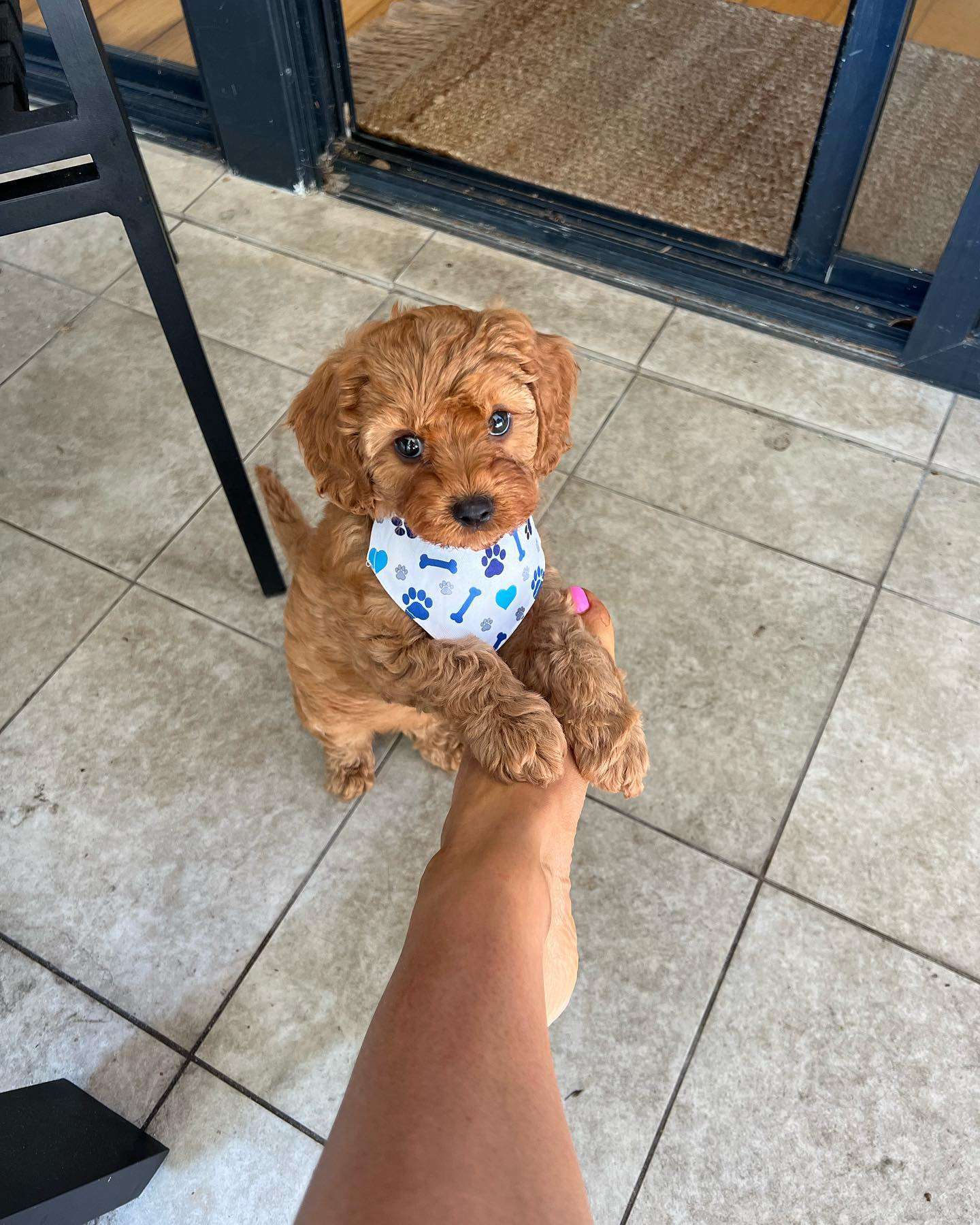 Red Cavoodle puppies fpr sale