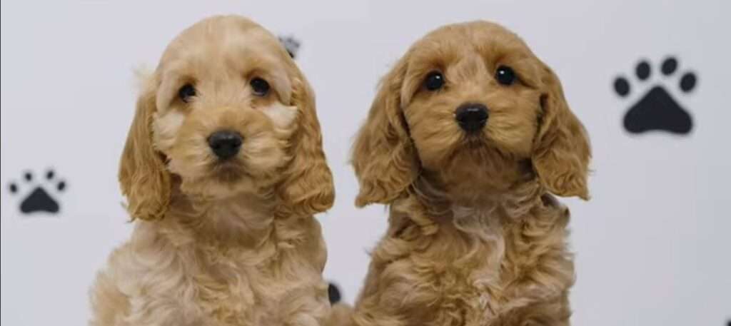 Toy Cavoodle puppies for sale